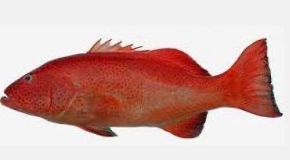 MENCARI IKAN SUNU FRESH DAN KERAPU EKOR BULAN/GUNTING FRESH DARI SELURUH INDONESIA
