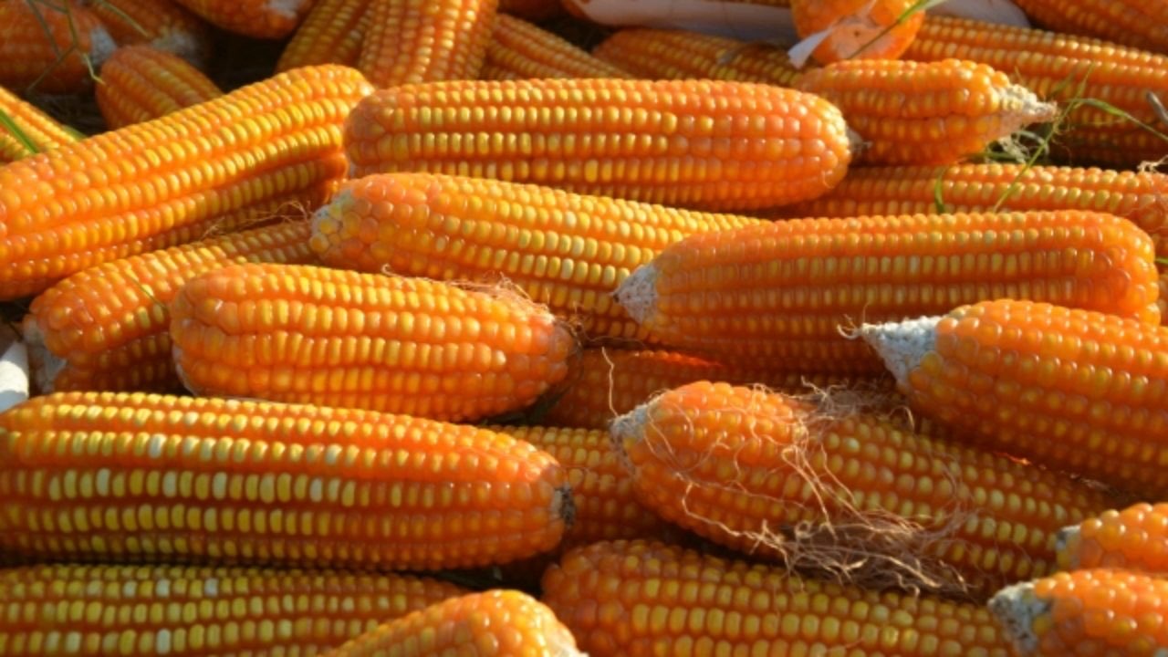 cari suppleir jagung  pembayar 1 bulan, di utamakan bisa kontinue
