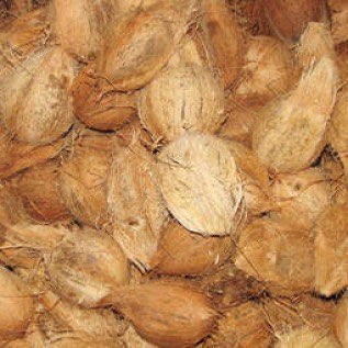 Kelapa Tua 