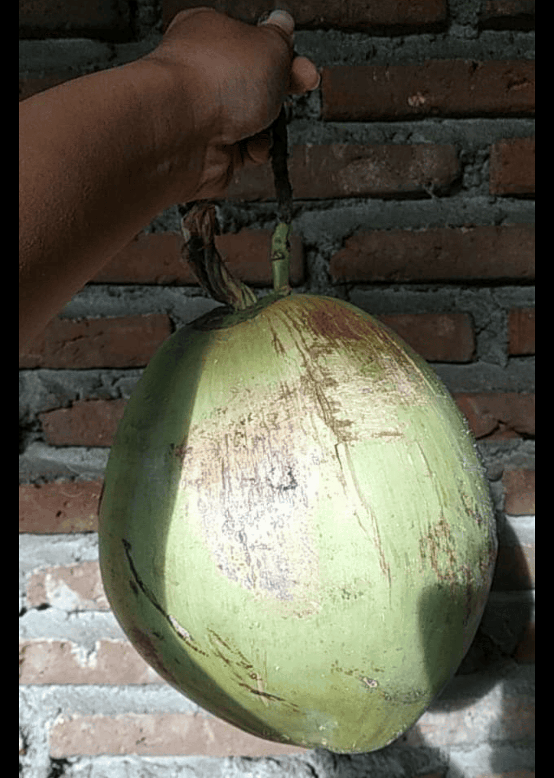 Kelapa Kopyor