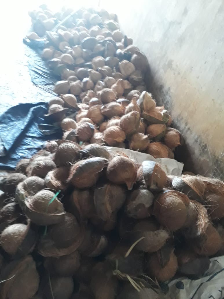 Cari suplier kelapa harga rendah jumlah banyak