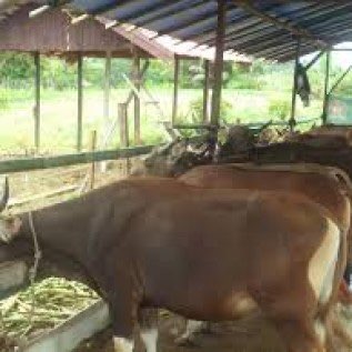 DICARI SAPI BALI/ LIMOSIN  BIBIT BAKALAN 