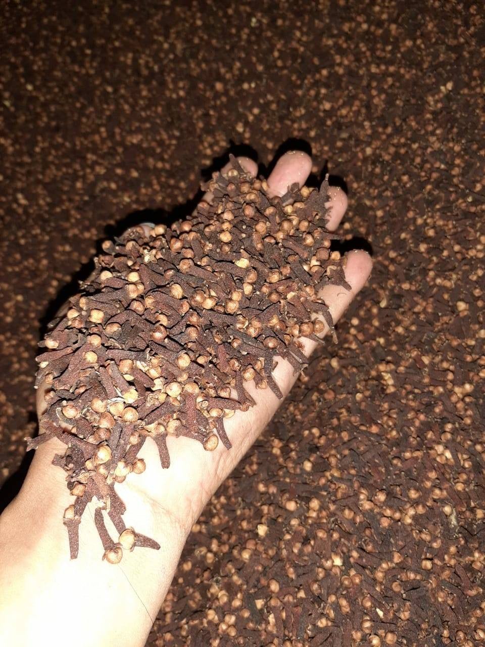 Beli Cengkeh kering AB6