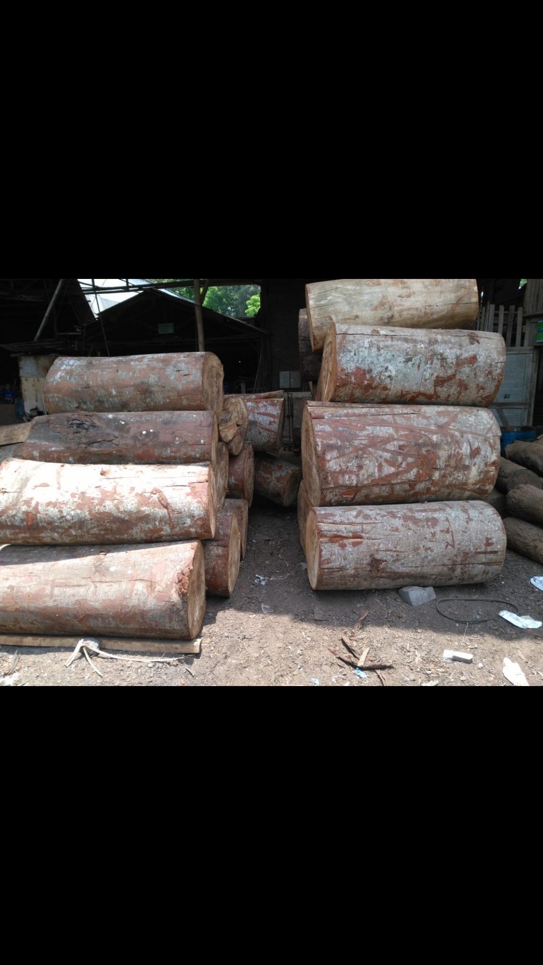 Butuh Log Kayu Balsa