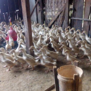 bebek peking siap panen