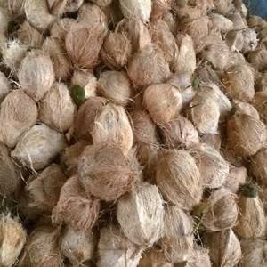 Dibutuhkan air kelapa tua