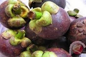 Di cari pembeli buha manggis