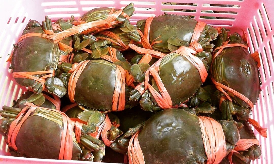 Kepiting Bakau Jawa
