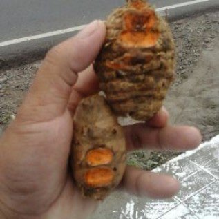BUTUH KUNYIT SEGAR (BONGGOL SAJA)