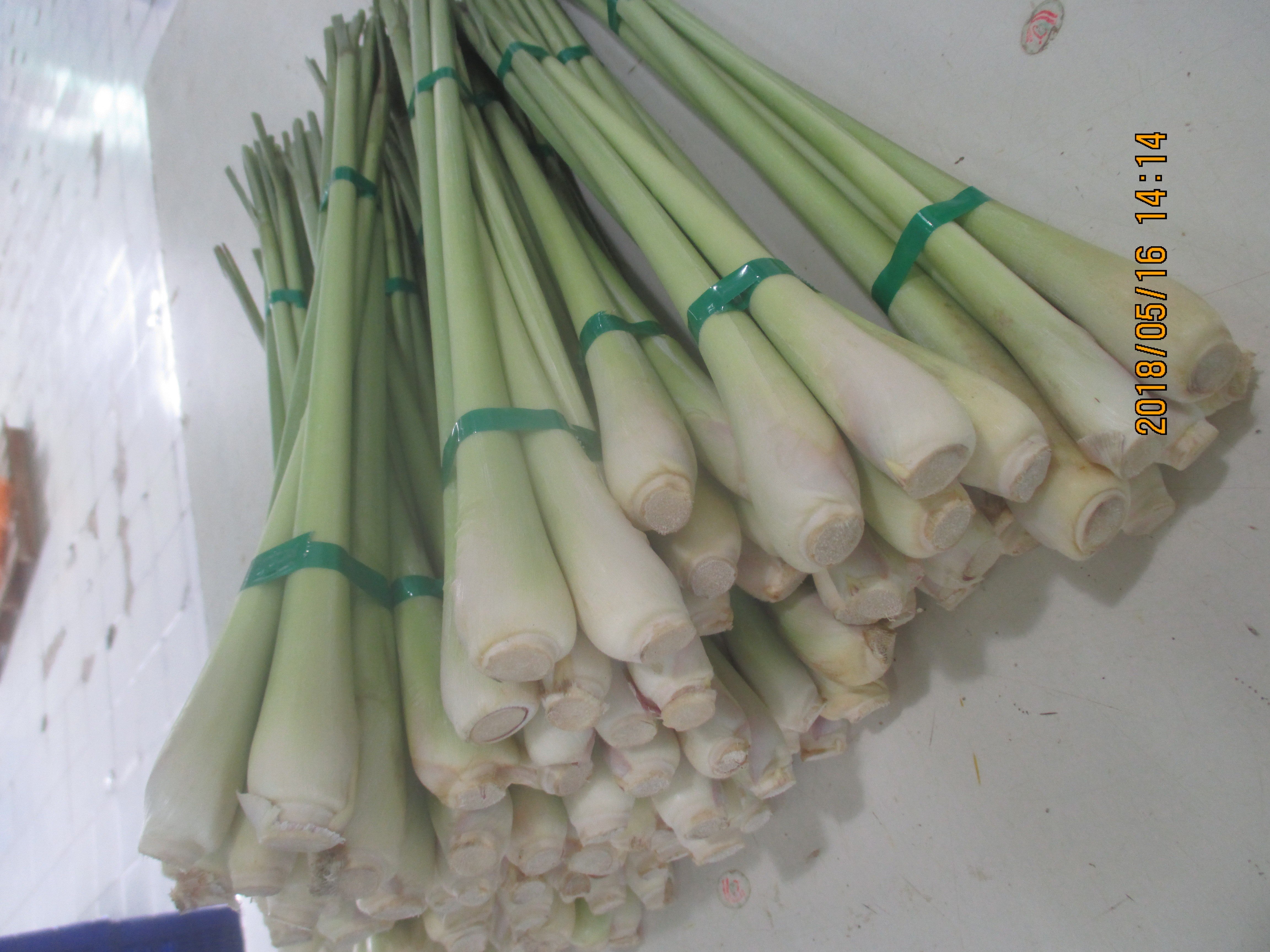 Mencari sereh jumbo
