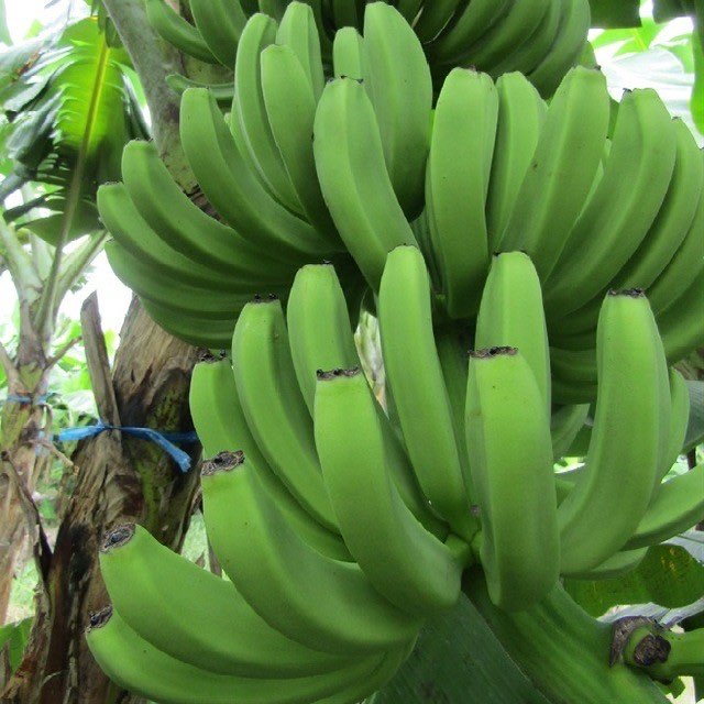 Beli Pisang Cavendish 20 Ton