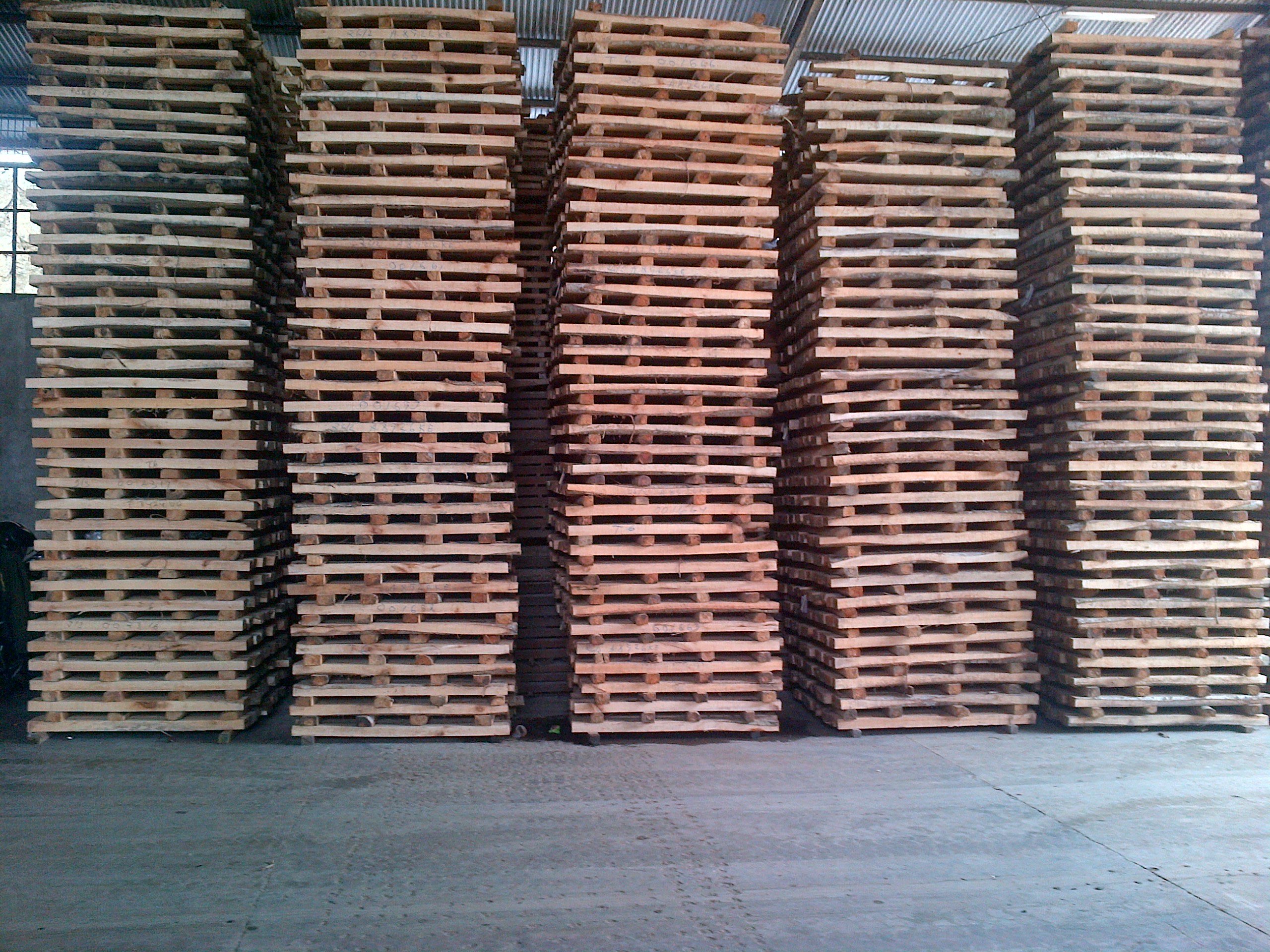 MAU BELI KAYU SENGON / ALBASIA FALCATA