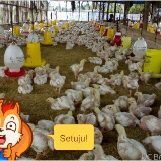 daging ayam 