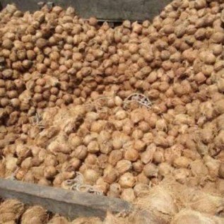 Permintaan Kelapa Tua ukuran 500gr-650gr