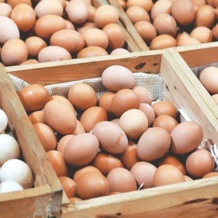 DICARI SUPPLIER TELUR AYAM