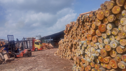 Beli Log Kayu Sengon / Albasia