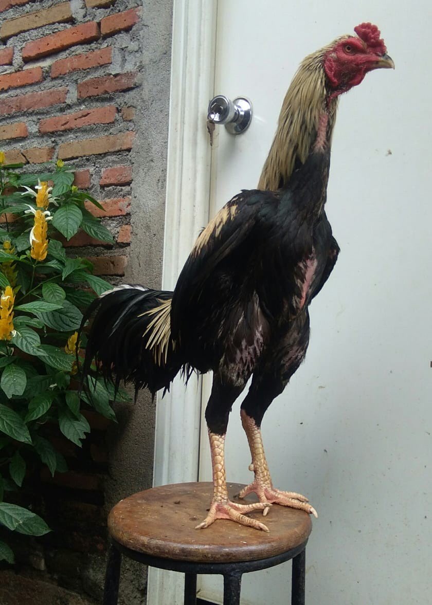 Ayam Bangkok/Birma/Pamangon/Mangon/Pakhoy berkualitas