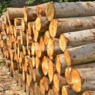 Dicari supplier LOG sengon daerah batang/pati/jepara/kudus/kendal/semarang
