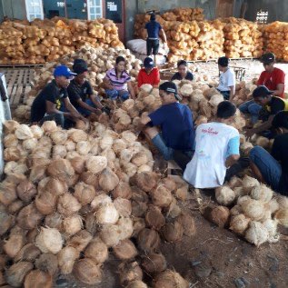 kelapa tua gelondongan
