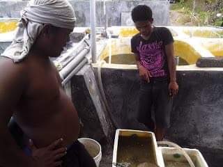 Jual Benih Bandeng Bali