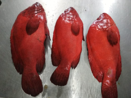 Beli Kerapu Kwaci Merah Fresh