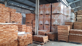 kayu Mahoni SUPER / STANDAR / ALL grade