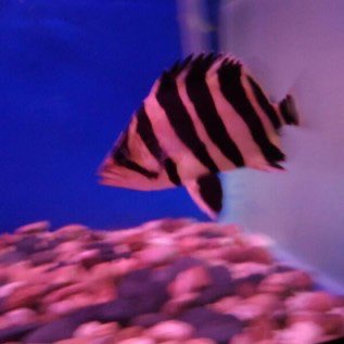 Dibutuhkan Ikan Ringau/Tiger fish/Datsnoid 