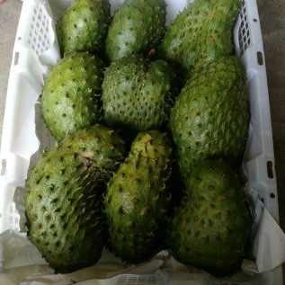 Butuh buah sirsak rutin