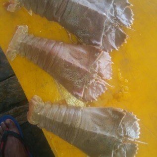 Beli Udang Kipas Kupas Beku