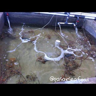 BELI LOBSTER LAUT