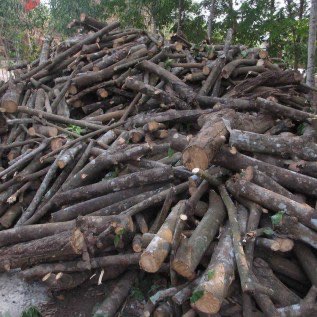 Beli limbah kayu industri 