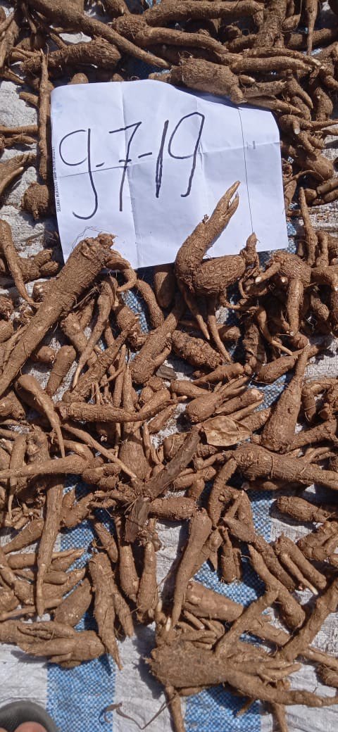 Cari Ginseng Jawa