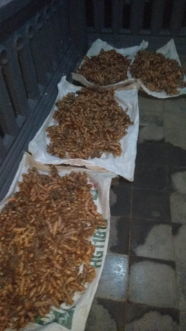 Kunyit Basah