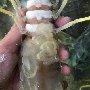 udang ronggeng 