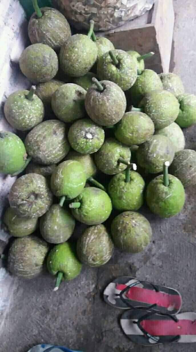 Buah sukun