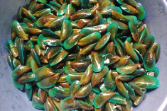 Cari kulakan kerang seafood di jawatengah