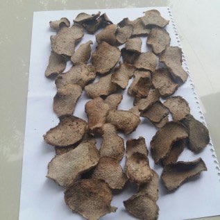 Beli porang kering / konjac chip