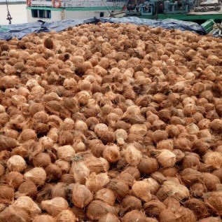 Sy butuh bayer yg membutuhkan kelapa tua. Atau tempurung kelapa dll jumlah besar