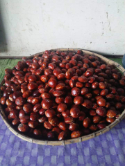 Jengkol