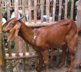 Dicari Kambing dg warna bulu coklat