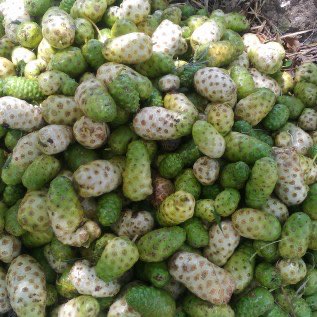 membeli buah mengkudu