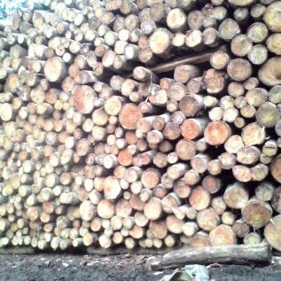 Dibutuhkan Supplier Kayu Sengon / Albasia / Jabon 