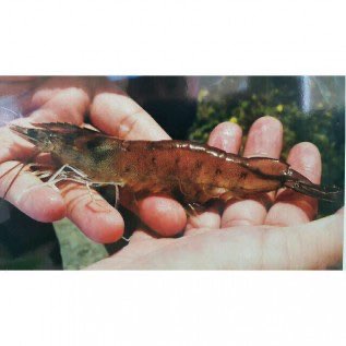 Udang Vannamei