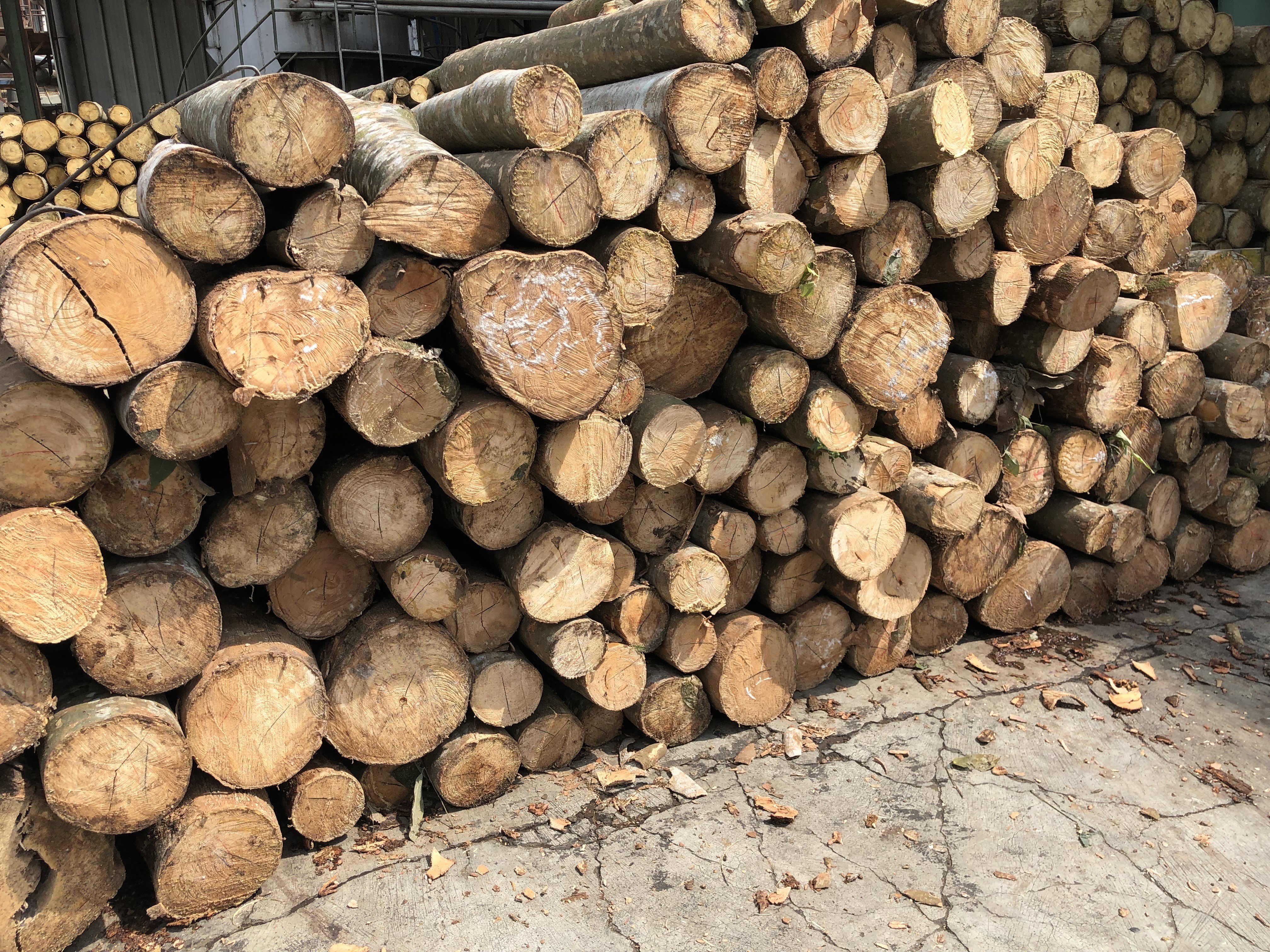 Dibutuhkan KAYU KARET Harga Menarik