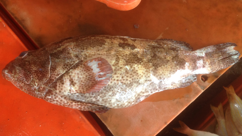 Beli Kerapu Fresh