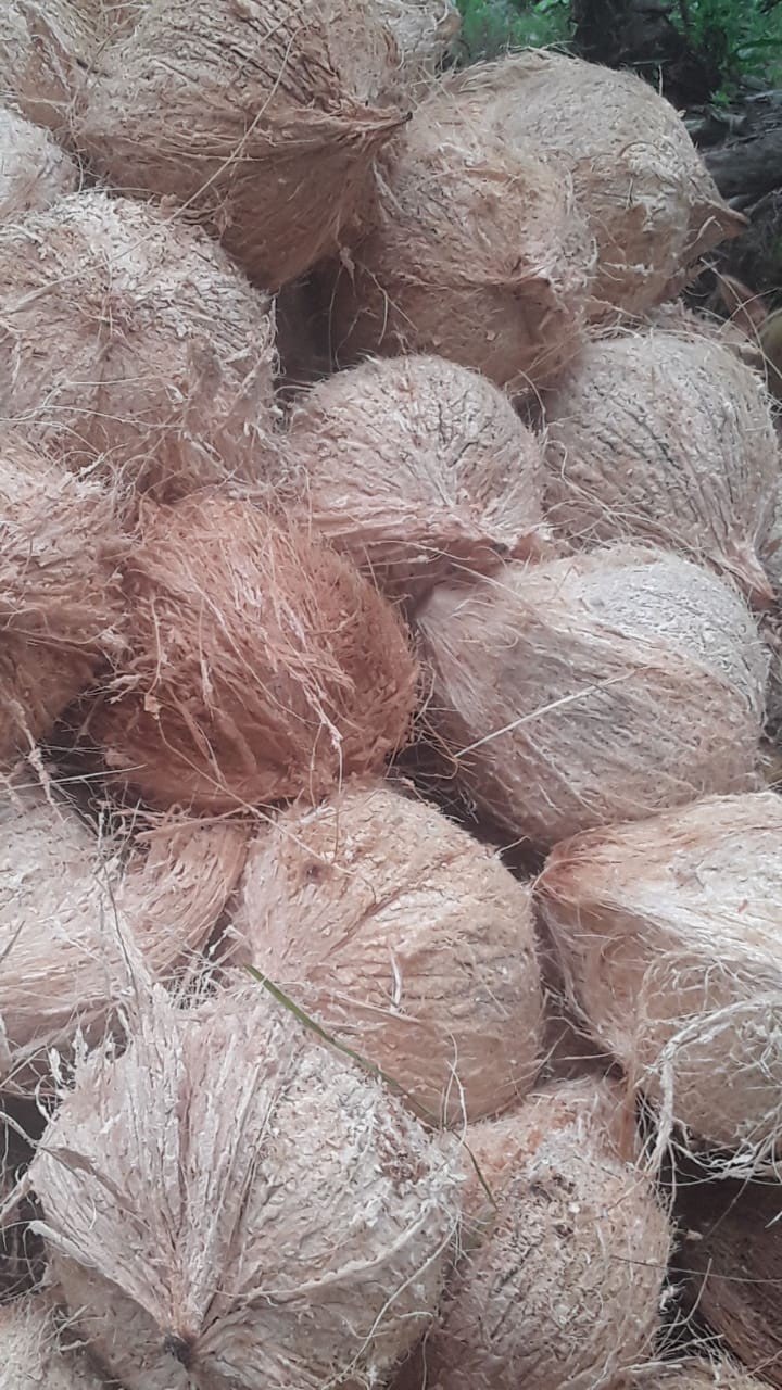 Butuh Kelapa Tabonan ( belum di kupas masih ada serabutnya )