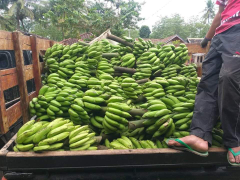 Pisang Lilin Ambon Kepok Barangan Lemak Manis