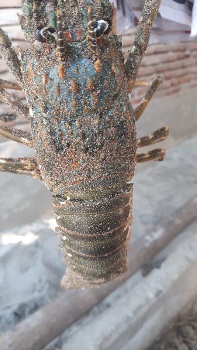 Beli Lobster Tangkapan