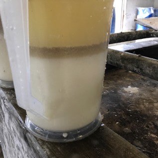 Sagu basah