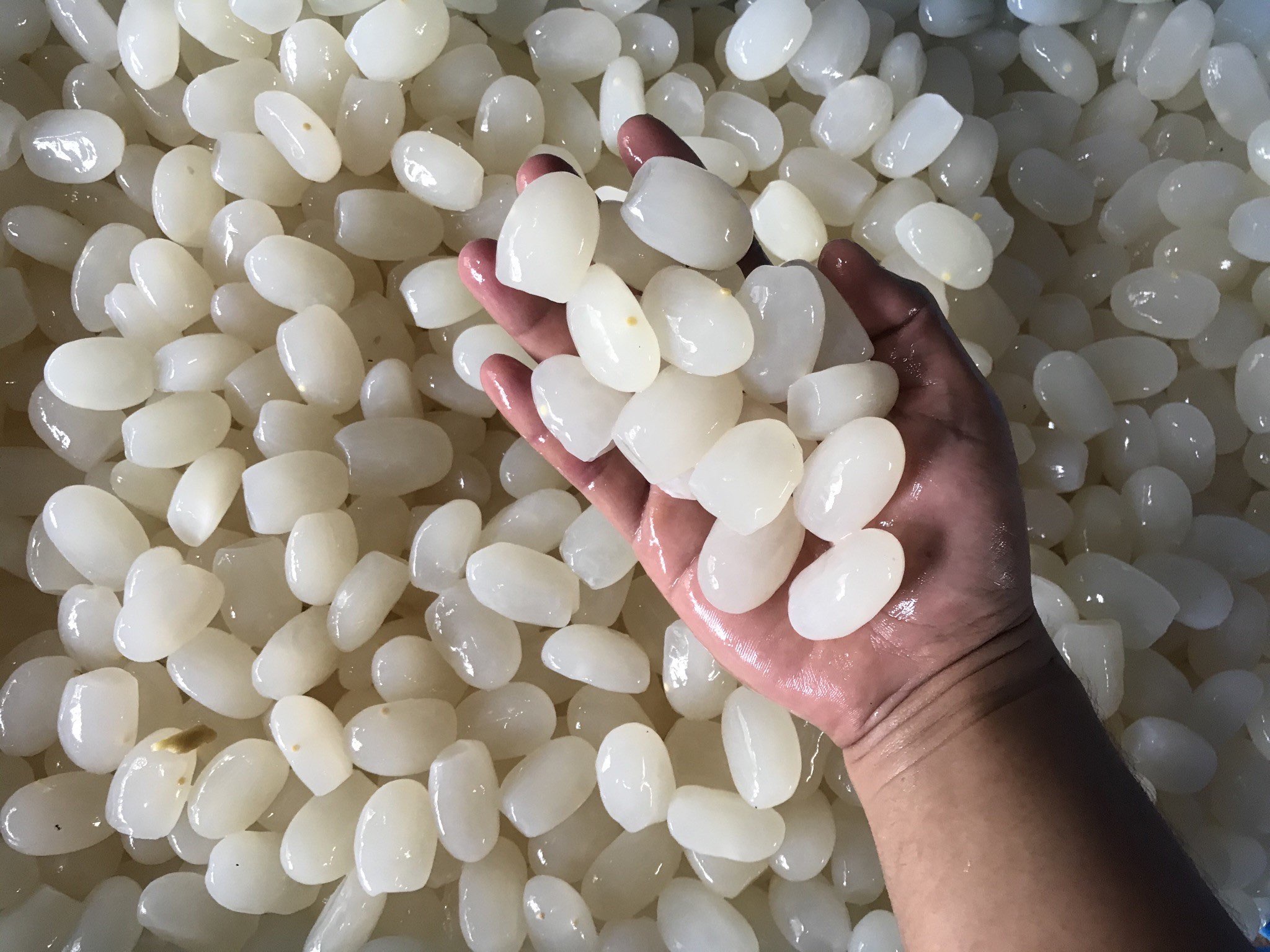 Menerima Buah Kolang Kaling